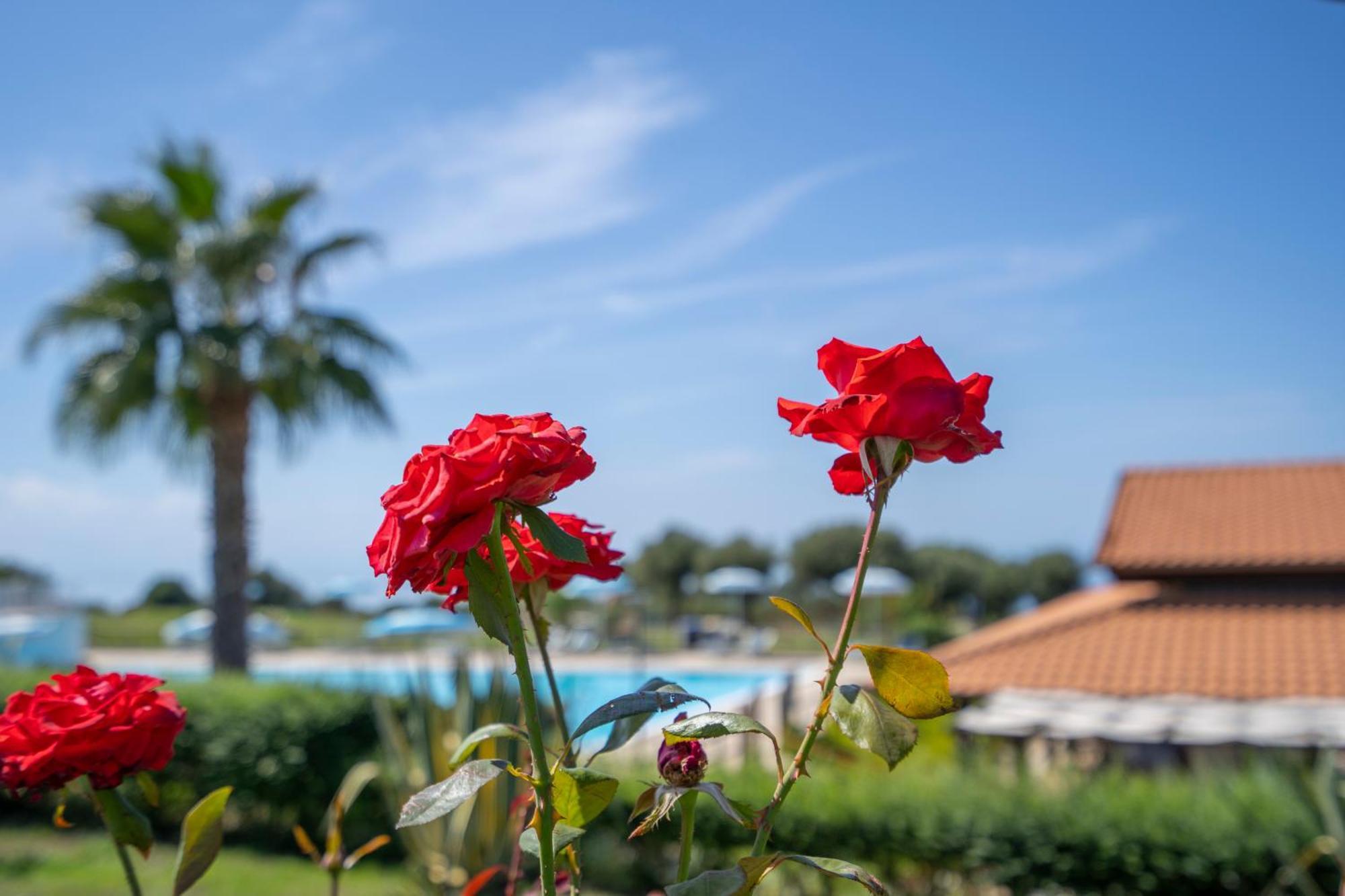 Ninea Panoramic Family - Large Pool With Sea View * Capo Vaticano